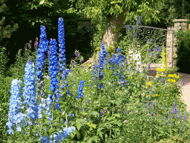 delphinium
