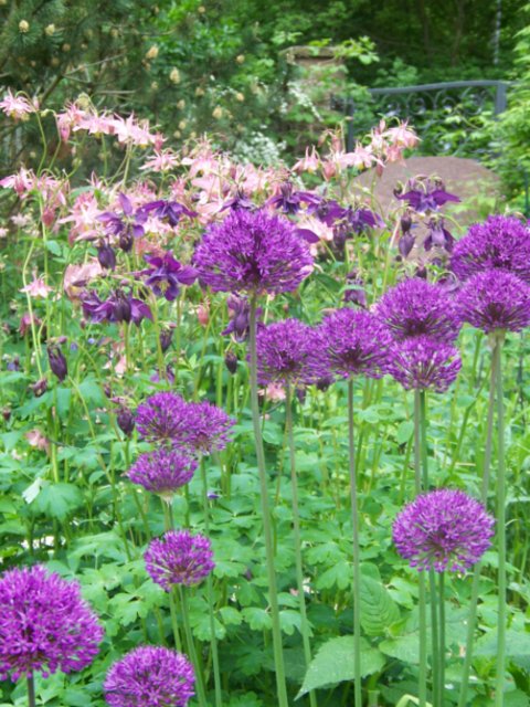 allium