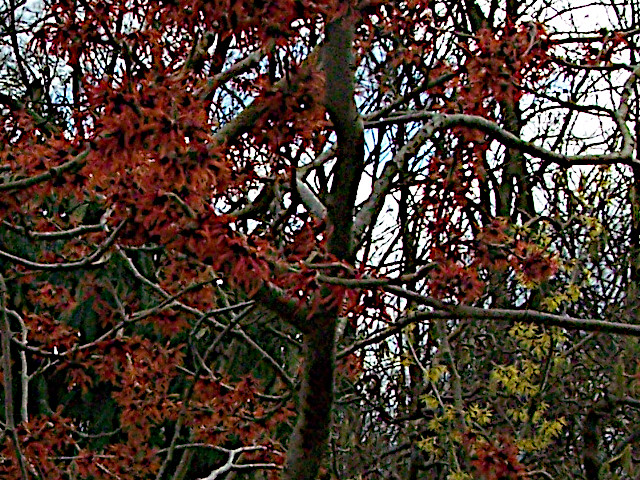 hamamelis_rot